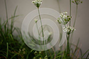 tiny white flower on a white background