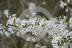 Tiny white flowers on Blackthorn or Sloe