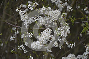 Tiny white flowers on Blackthorn or Sloe