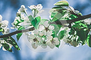 tiny white flowers blooming on tree in springtime