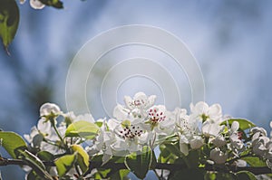 tiny white flowers blooming on tree in springtime, copy space