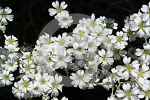 A close up of white notched flowers of Cerastium tomentosum (Snow-in-summer, mouse-ear chickweed) in the garden