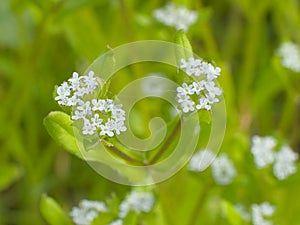 Tiny white flowers of corn salad