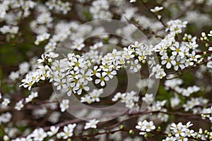 Tiny White Flowers on Shrub - American Plum