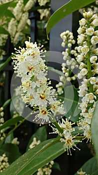 Tiny white flowers