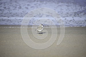 Tiny White-fronted Plover charadrius marginatus Bird On Beach