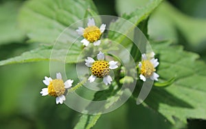 Tiny White Gallant Soldier Flowers