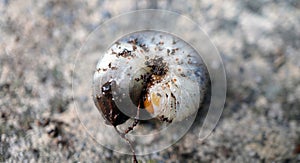 Macro shot white caterpillar