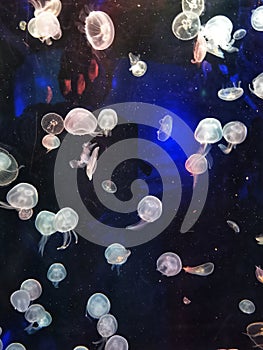Tiny white jellyfish on a dark blue background