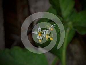 tiny white leunca flower