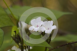 Tiny White Morning Glory Vine Wildflower - Ipomea Alba