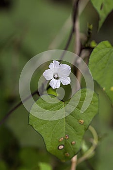 Tiny White Morning Glory Vine Wildflower - Ipomea Alba