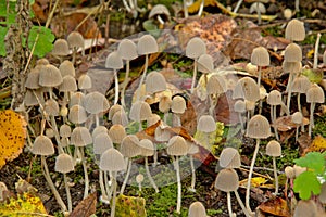 Tiny white mushrooms and autumn leafs on the forest floor