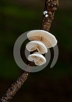 Tiny white mushrooms on a twig