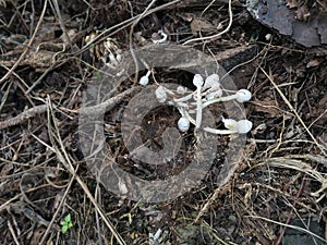 Tiny white plantpot parasol fungi