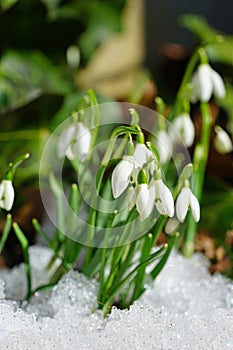 Tiny white snowdrop galanthus flowers in the snow