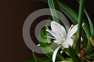 Tiny White Spider Plant Flower Close Up