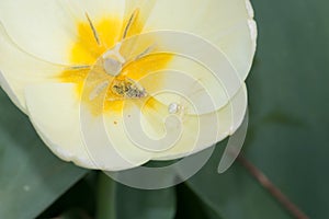 Tiny white spider on a tulip.