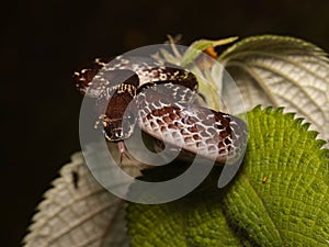 Tiny white-spotted slug snake coiled on a leaf.