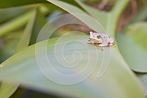 Tiny tree frog on leaf