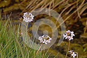 Tiny white wild radish flowers along the water - Raphanus raphanistrum.