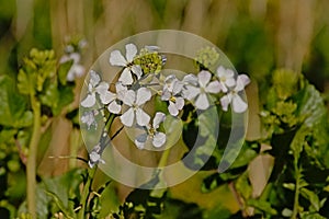 Tiny white wild radish flowers - Raphanus raphanistrum