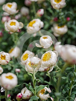 Tiny white and yellow flowers with blur background