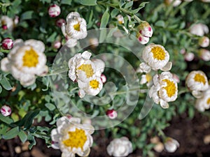 Tiny white and yellow flowers with blur background