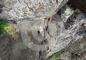 Tiny wild lizard crawling out from hiding under a rock