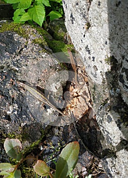 tiny wild lizard crawling out from hiding under a rock