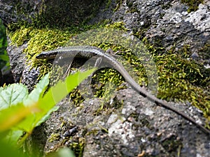 tiny wild lizard crawling out from hiding under a rock