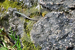 tiny wild lizard crawling out from hiding under a rock