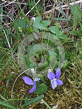 Tiny Wild Violets or Pansies that have popped up in my garden today in Burnley in Lancashire