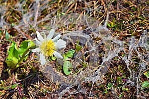 Tiny wildflowers, surrounded by green leaves, bloom after snow melt in the Wind Rivers Range of the Rocky Mountains in the Titcomb