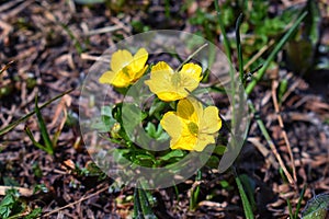 Tiny wildflowers, surrounded by green leaves, bloom after snow melt in the Wind Rivers Range of the Rocky Mountains in the Titcomb