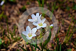 Tiny wildflowers, surrounded by green leaves, bloom after snow melt in the Wind Rivers Range of the Rocky Mountains in the Titcomb