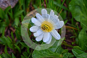 Tiny wildflowers, surrounded by green leaves, bloom after snow melt in the Wind Rivers Range of the Rocky Mountains in the Titcomb