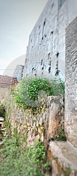 These are tiny wildflowes sprout every rainy season