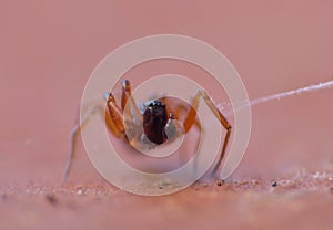 Tiny Woodlouse Spiders Macro Photography
