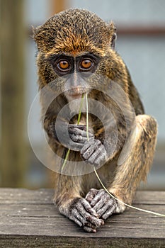 The Tiny World of the De Brazza Monkey photo