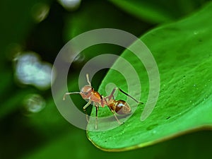 Tiny World In Nature Close Up