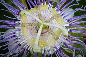 Tiny Worlds in Full Bloom: Maypop Passiflora Passionvine Flower in Stunning Macro photo
