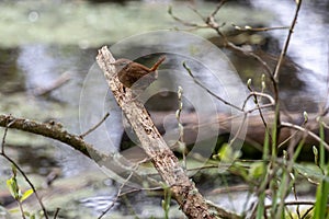 Tiny Wren, Troglodytes troglodytes, perched on a tree stump in springtime