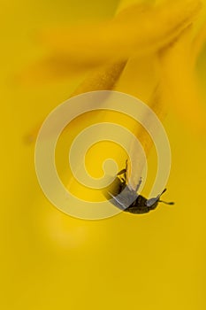 The tiny yellow beetle photo