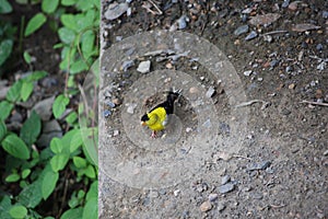 Tiny Yellow Bird sitting on Stone Ledge