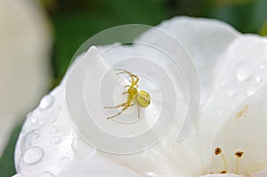 Yellow crab spider on a white rose