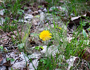 Tiny yellow dandelion flower on the ground in spring forest with old brown leafs between the grass