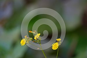 Tiny yellow flower flowers in the garden.