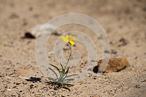 A tiny yellow flower struggles to survive in the desert.