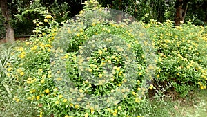 Tiny yellow flowering hub